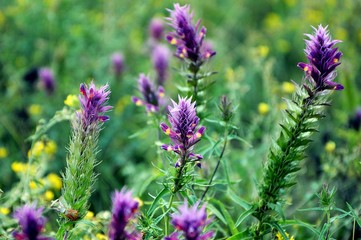 Astragalus Root Tincture- Adaptogen to Stress, Cardiovascular & Menopausal Support