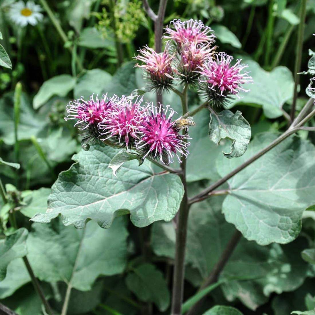 Burdock Root-Cleanses Impurities, Health Boost of Liver & Kidney Function