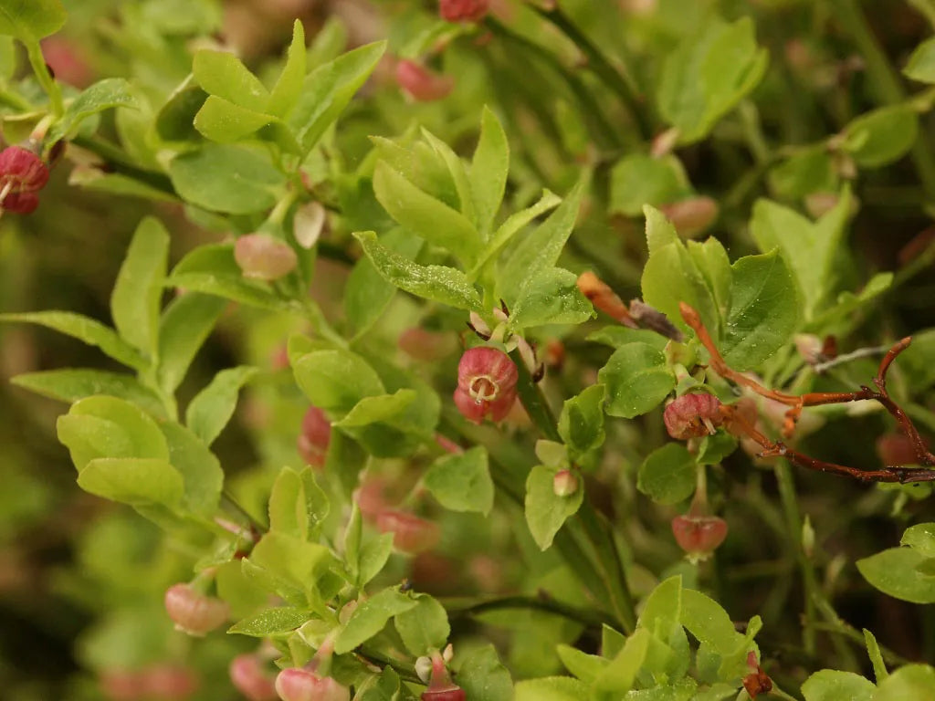 Antioxidant Boost Tea