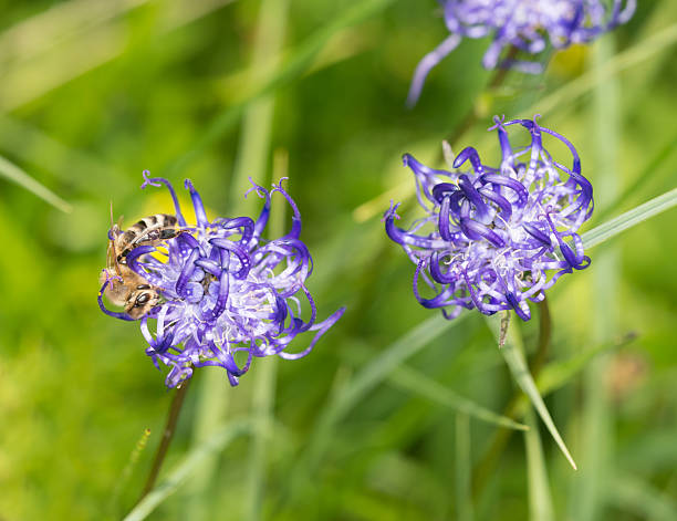 Devil's Claw- Fight's Pain & Inflammation