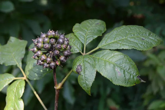 Matthew's Solution- Holy Basil, Eleuthero Root, & Gotu Kola
