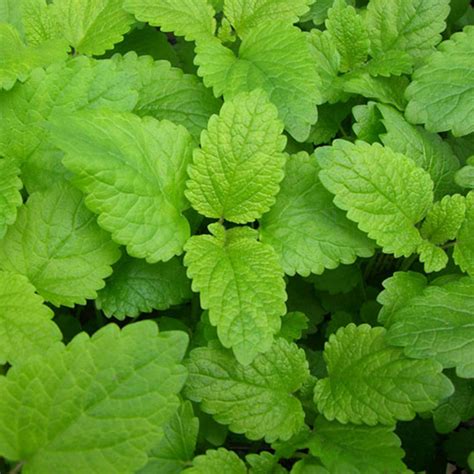 Lemon Balm Tincture- Stress, Mood, Cognitive Function, Sleep Quality, & Digestion