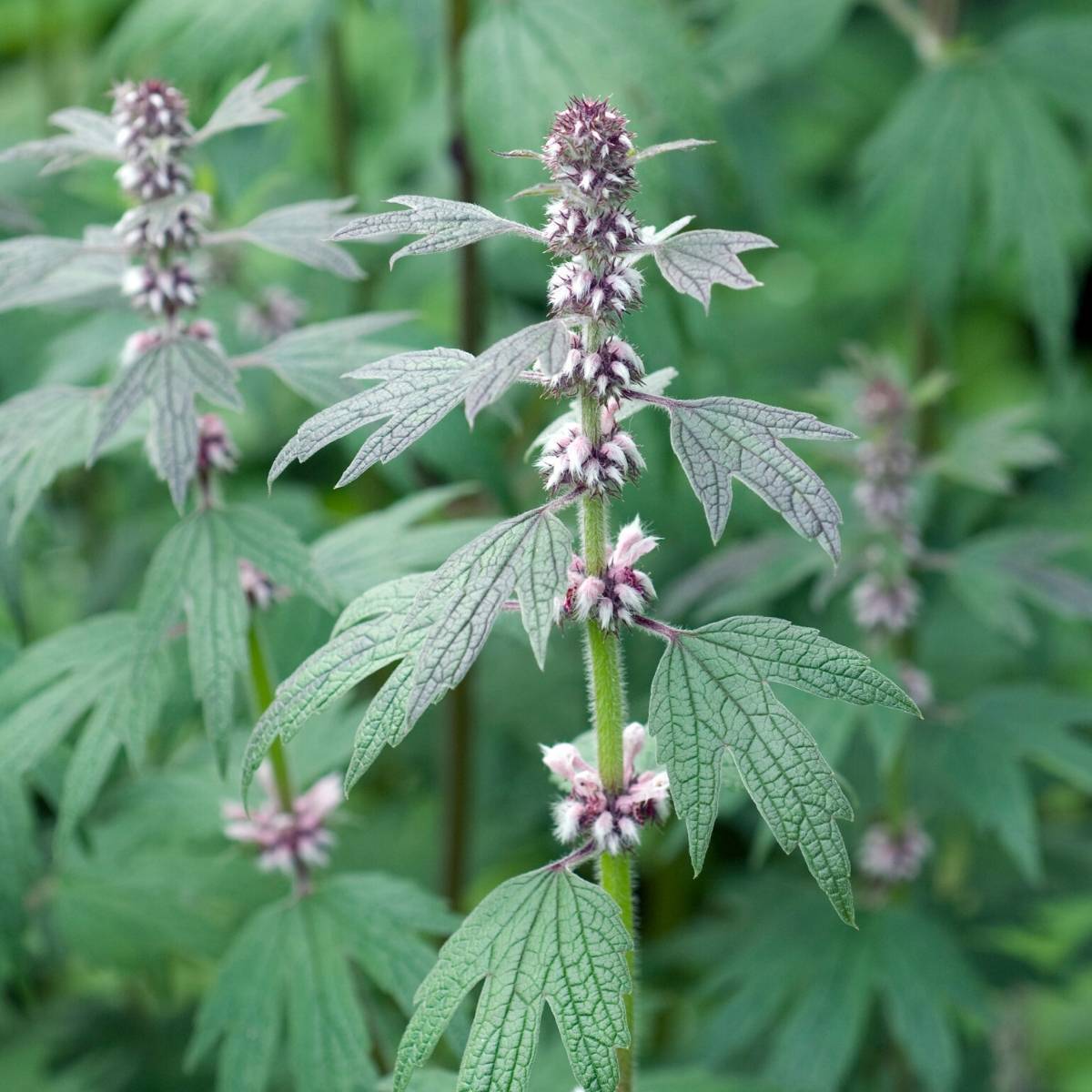 Motherwort Extraction- Beneficial for Easing Menopause