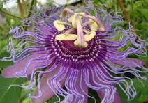 Adrenal & Anxiety Tincture- Mood, Physical Tension, Panic Attacks, Hormone Balance, Well-Being