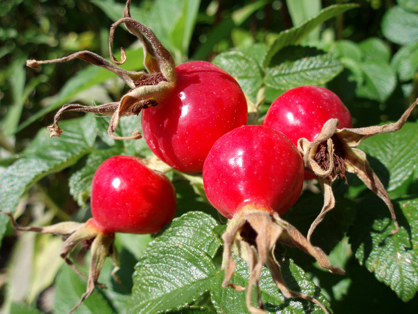 Woman's Balance- Hormones, Nervous System, Menstruation, Menopause