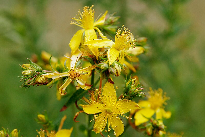 St. John's Wort Tincture- Balancing Brain Chemicals