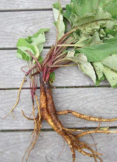 Liver & Kidney Support Cleansing Tea