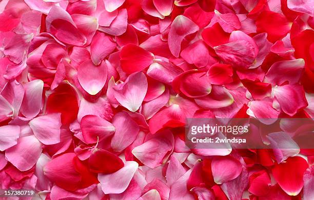 Busy Bee Support Tea