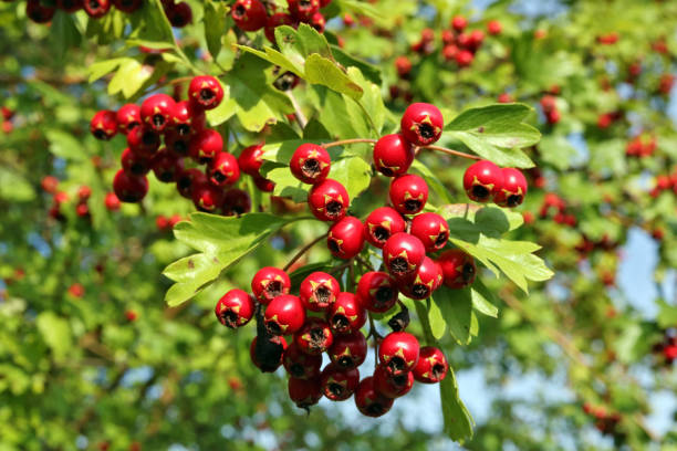 Cardiovascular Support & Cholesterol Management Tincture
