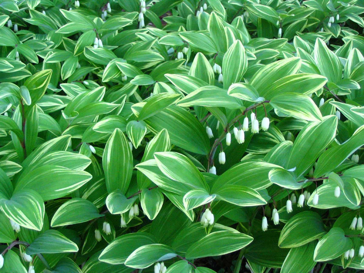 Solomon's Seal & Comfrey Salve - Ideal for Repeative Motion Injuries