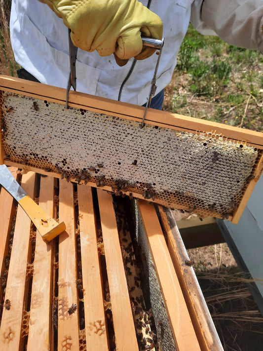 Honey Comb- Limited Supply!