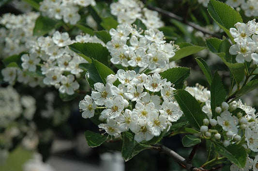 Hawthorn Leaf Tincture- Openhearted Well Being