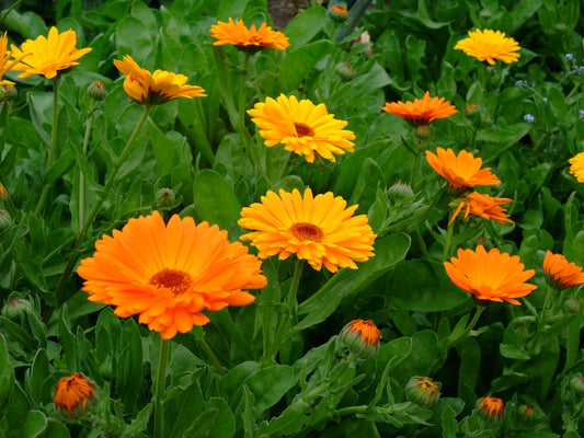 Calendula Tincture- Treating Skin Inflammations for Humans and Animals