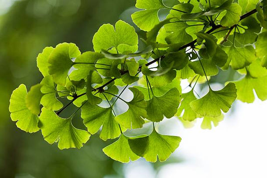 Gingko Biloba Tincture- Cognition, Blood Flow, and a Boon to Elder Health