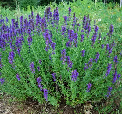 Hyssop Aerial Parts Tincture- Gastrointestinal and Respiratory Tract Infections