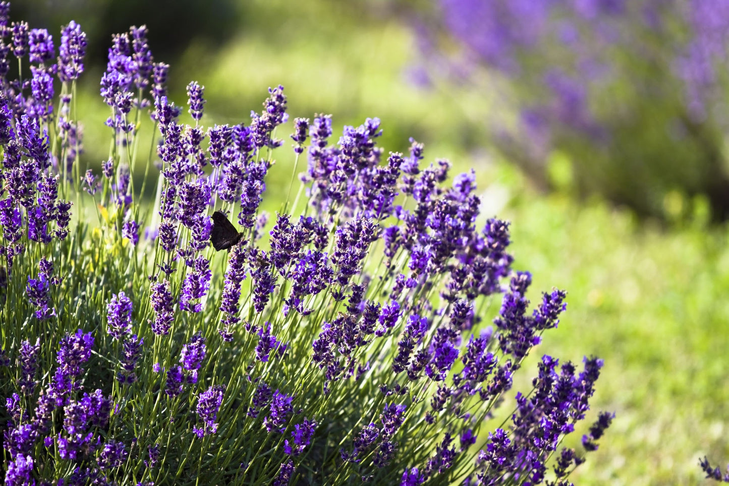 Lavender Tincture- Quiets the Brian & Central Nervous System