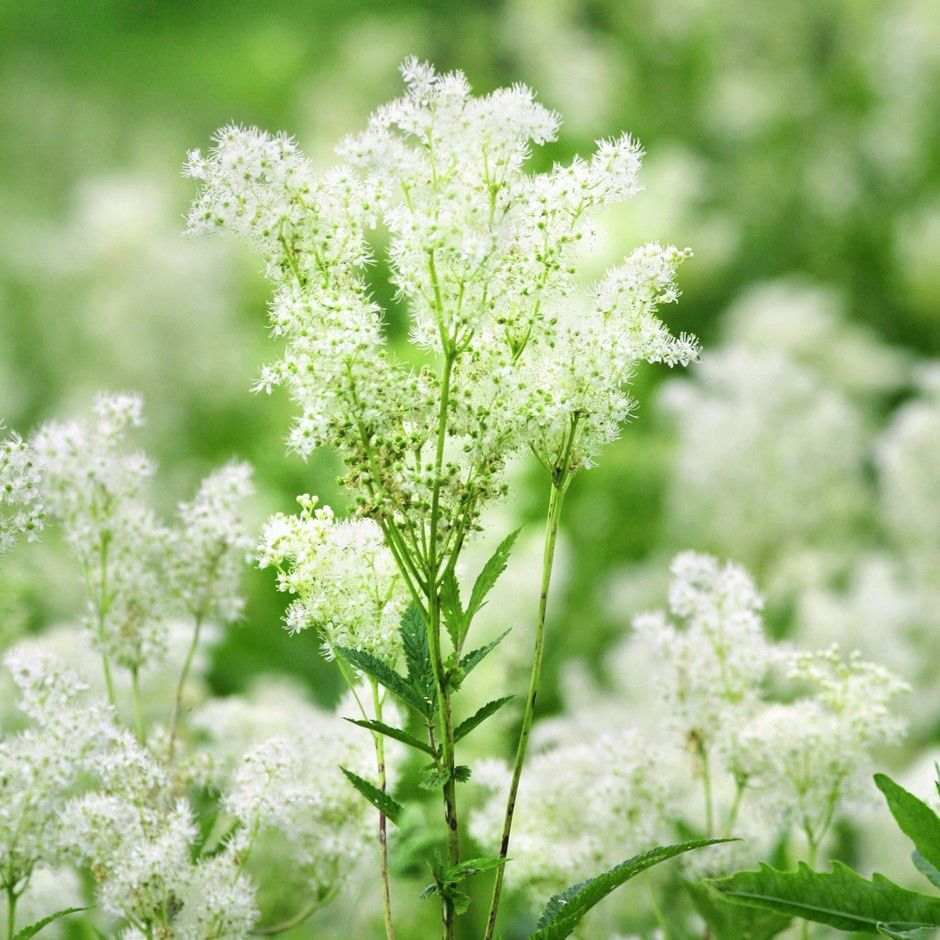 Willow Bark & Meadowsweet Extraction- Fast Healing, Numbing Pain, & Extracting Inflammation