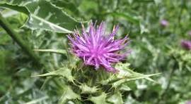 A Potent Liver Loving Synergy Tincture