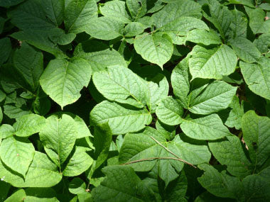 Sarsaparilla Root Tincture