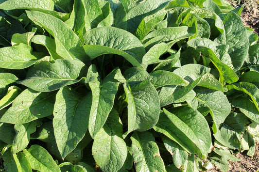 Solomon's Seal & Comfrey Salve - Ideal for Repeative Motion Injuries