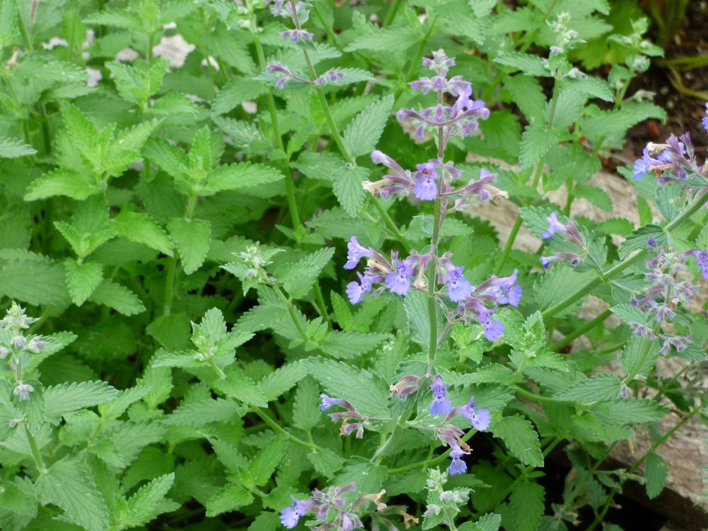 Catnip Tincture, Fever Solution