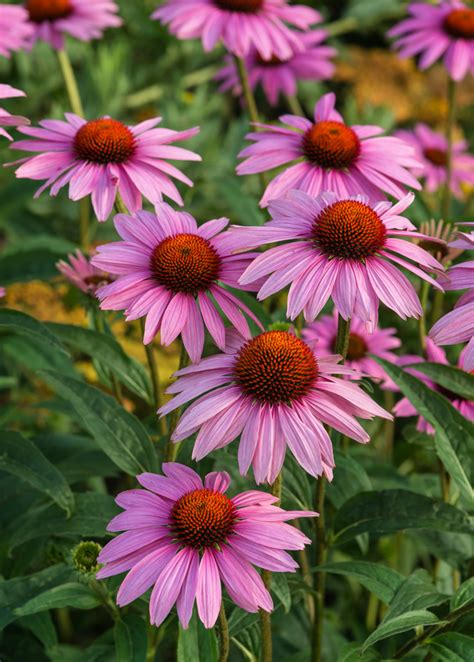 Echinacea Extract- Ear & UTI Infections, Upper Respiratory Systems