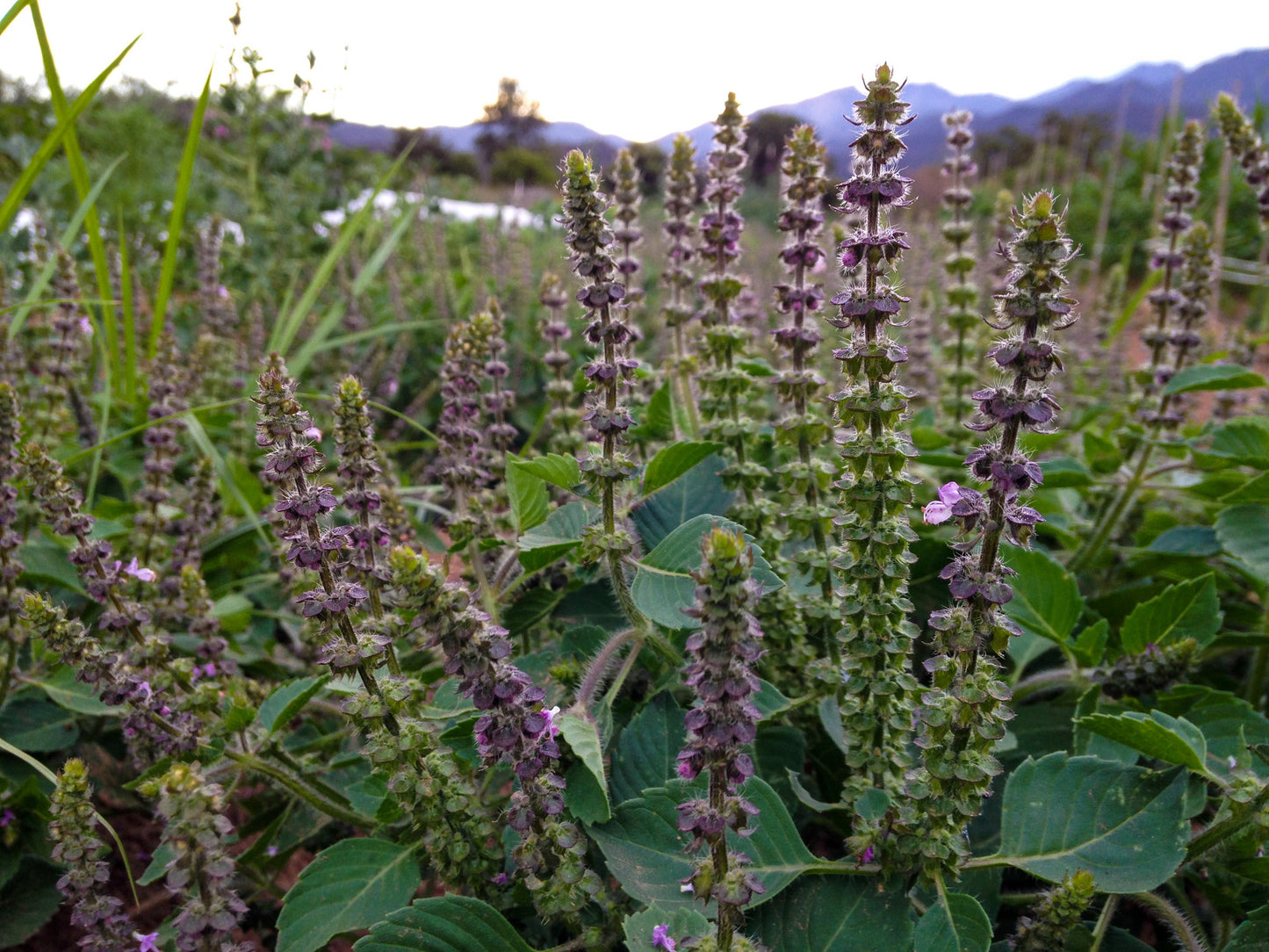 Holy Basil Tincture, Clarity of Mind, Stress, & Digestion