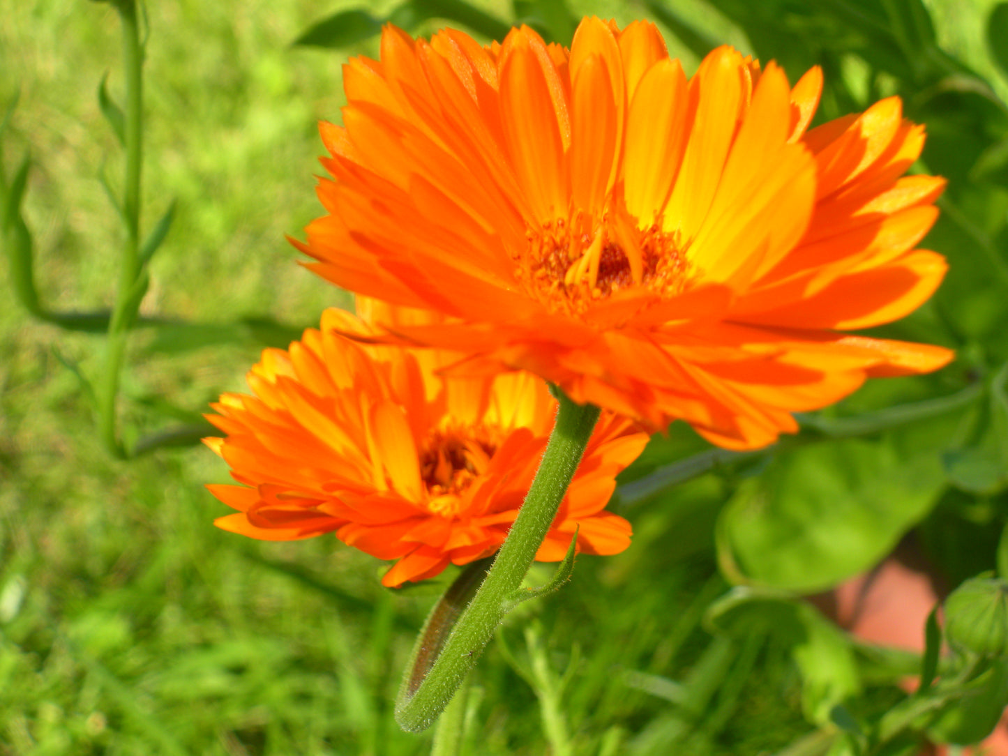 Calendula Turmeric Super Salve