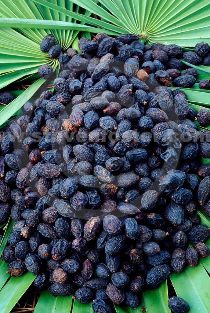 Saw Palmetto Tincture- A Man's Miracle