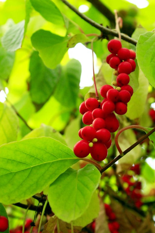 Schisandra, the Five-Flavored Berry, Tincture, a Woman's Hallelujah