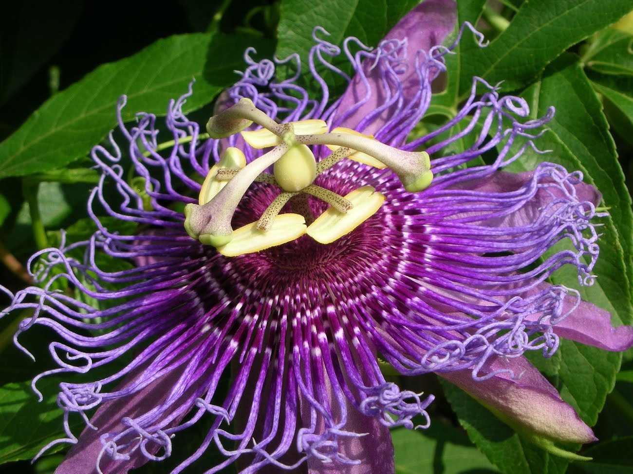 Passionflower Tincture- Anxiety, Sleep, & Menopause